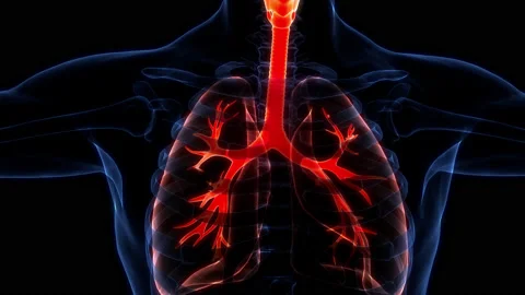 Human Respiratory System Lungs Anatomy Animation Concept Видео 200859343