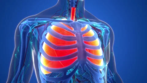Human Respiratory System Lungs Anatomy Animation Concept Vídeos de archivo 200860514