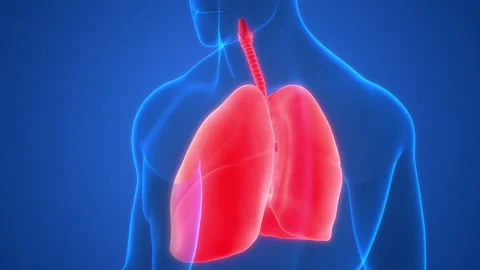 Human Respiratory System Lungs Anatomy Animation Concept Vídeos de archivo 200865423