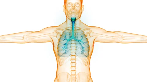 Human Respiratory System Lungs Anatomy Animation Concept 스톡 동영상 281262560