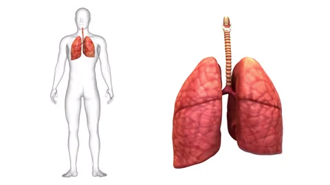 Human Respiratory System Lungs Anatomy Animation Concept Video stock 286016980