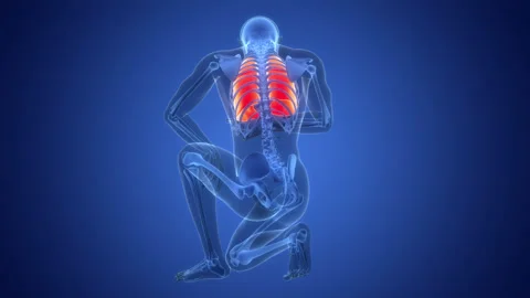 Human Respiratory System Lungs Anatomy Animation Concept 스톡 동영상 291390343