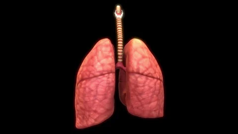Human Respiratory System Lungs Anatomy Animation Concept 스톡 동영상 303623344