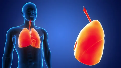 Human Respiratory System Lungs Anatomy Animation Concept 스톡 동영상 303628751