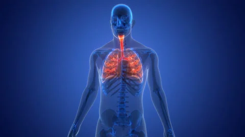 Human Respiratory System Lungs Anatomy Animation Concept Stock Footage 307401752