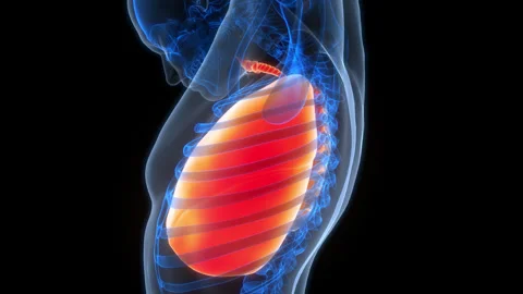 Human Respiratory System Lungs Anatomy Animation Concept Stock Footage 307407659