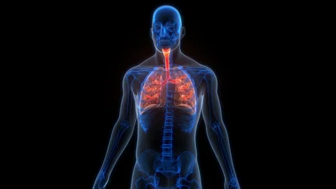 Human Respiratory System Lungs Anatomy Animation Concept Video stock 307410819
