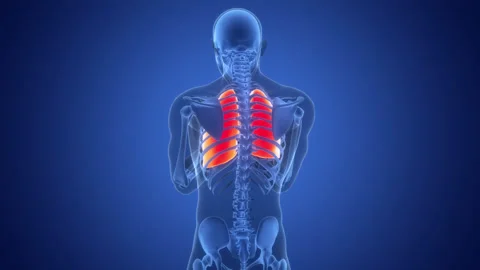 Human Respiratory System Lungs Anatomy Animation Concept 스톡 동영상 307416480