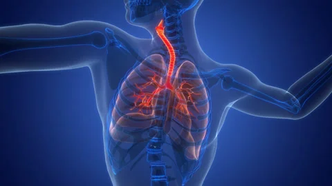 Human Respiratory System Lungs Anatomy Animation Concept Stock Footage 331861331