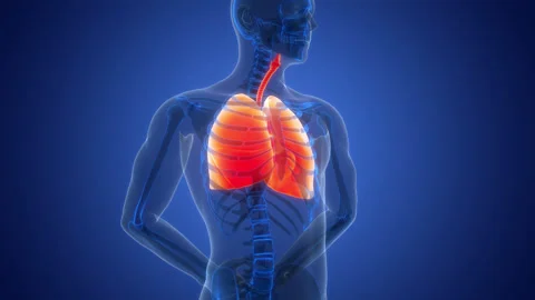 Human Respiratory System Lungs Anatomy Animation Concept Stock Footage 331861502
