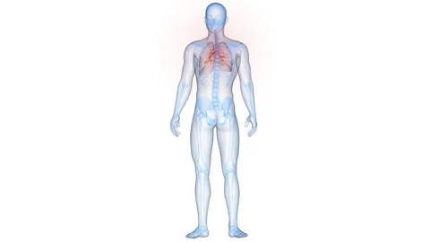 Human Respiratory System Lungs Anatomy Animation Concept Stock Footage 331861757