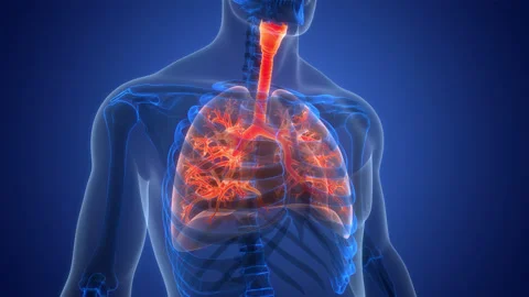 Human Respiratory System Lungs Anatomy Animation Concept Stock Footage 331862565