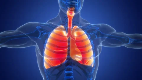 Human Respiratory System Lungs Anatomy Animation Concept Vídeos de archivo 331863792
