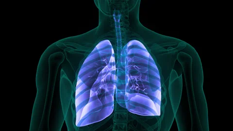 Human Respiratory System Lungs Anatomy Animation Concept Stock Footage 331863849
