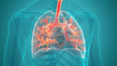 Human Respiratory System Lungs Anatomy Animation Concept Stock Footage 331864622