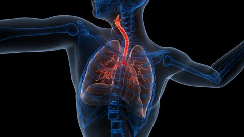 Human Respiratory System Lungs Anatomy Animation Concept Video stock 340010980