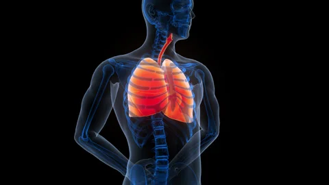 Human Respiratory System Lungs Anatomy Animation Concept Stock-Footage 340011573
