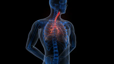 Human Respiratory System Lungs Anatomy Animation Concept 스톡 동영상 340011713