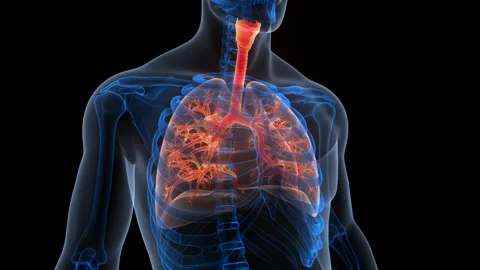 Human Respiratory System Lungs Anatomy Animation Concept Video stock 340012562