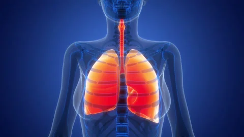 Human Respiratory System Lungs Anatomy Animation Concept Video stock 340012977