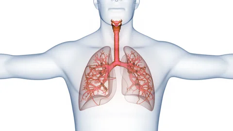 Human Respiratory System Lungs Anatomy Animation Concept Stock-Footage 340013304