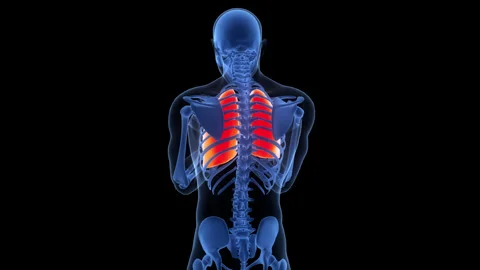 Human Respiratory System Lungs Anatomy Animation Concept Stock Footage 340013568