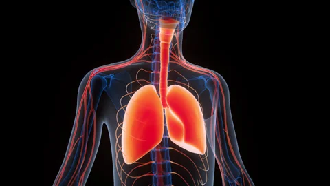 Human Respiratory System Lungs Anatomy Animation Concept Video stock 340986383