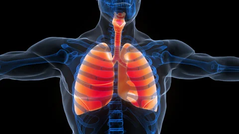 Human Respiratory System Lungs Anatomy Animation Concept 스톡 동영상 340987068