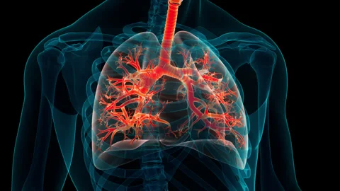 Human Respiratory System Lungs Anatomy Animation Concept Stock Footage 342296743