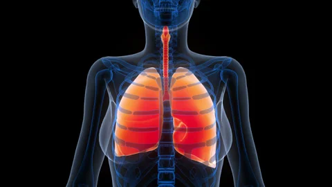 Human Respiratory System Lungs Anatomy Animation Concept Stock Footage 342296760