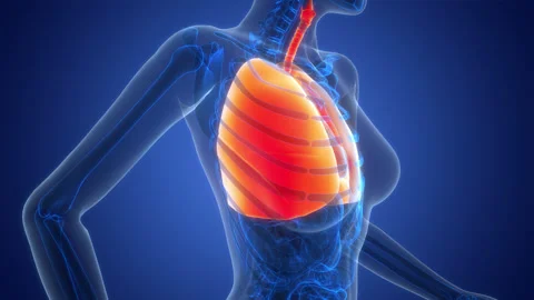 Human Respiratory System Lungs Anatomy Animation Concept Stock Footage 342296939