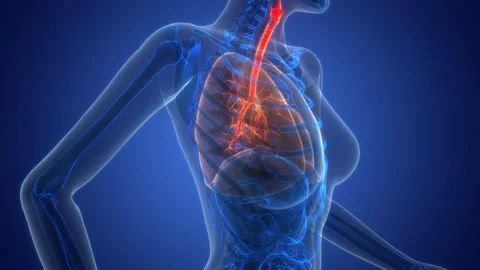 Human Respiratory System Lungs Anatomy Animation Concept Stock Footage 342297394