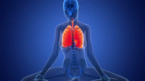 Human Respiratory System Lungs Anatomy Animation Concept Stock Footage 342297958