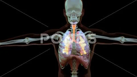 Human Respiratory System Lungs Anatomy. visible lung, pulmonary ...