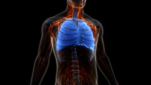 Human Respiratory System Lungs Anatomy Stock Illustration