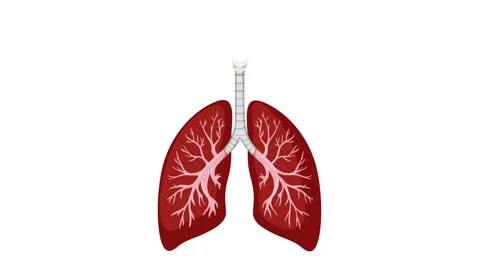 Human respiratory system lungs breathing animation showing oxygen intake an.. Stock Footage 333882501