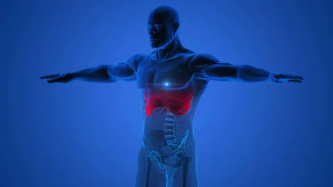 Human Respiratory System Lungs with Diaphragm Anatomy Animation Concept Stock Footage 163964458