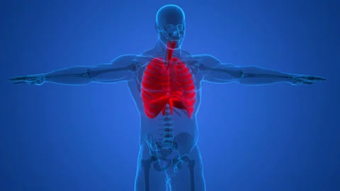 Human Respiratory System Lungs with Diaphragm Anatomy Animation Concept 스톡 동영상 163965974