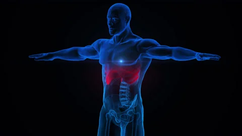 Human Respiratory System Lungs with Diaphragm Anatomy Animation Concept 스톡 동영상 163966130