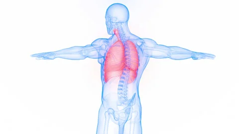 Human Respiratory System Lungs with Diaphragm Anatomy Animation Concept Vídeo Stock 200859128