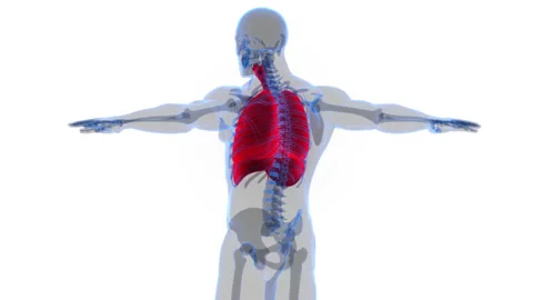 Human Respiratory System Lungs with Diaphragm Anatomy Animation Concept 库存影片 200859392