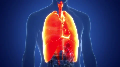 Human Respiratory System Lungs with Diaphragm Anatomy Animation Concept 库存影片 200866059