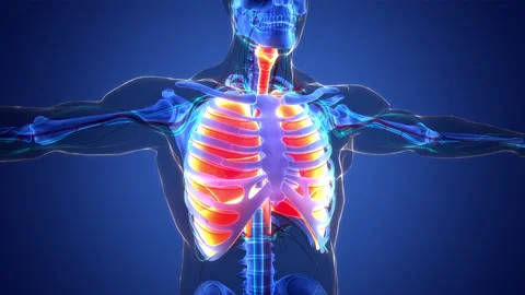 Human Respiratory System Lungs with Diaphragm Anatomy Animation Concept Stock Footage 200867260