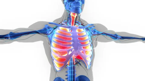 Human Respiratory System Lungs with Diaphragm Anatomy Animation Concept Stock Footage 200869519
