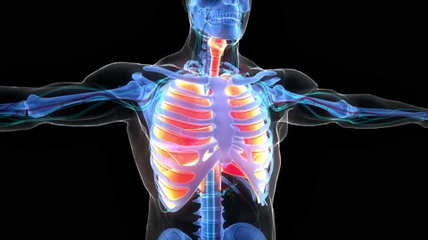 Human Respiratory System Lungs with Diaphragm Anatomy Animation Concept Stock Footage 200871807
