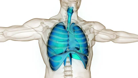 Human Respiratory System Lungs with Diaphragm Anatomy Animation Concept Video stock 210697641