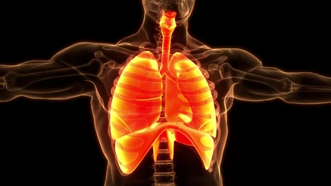 Human Respiratory System Lungs with Diaphragm Anatomy Animation Concept Stock Footage 240726438