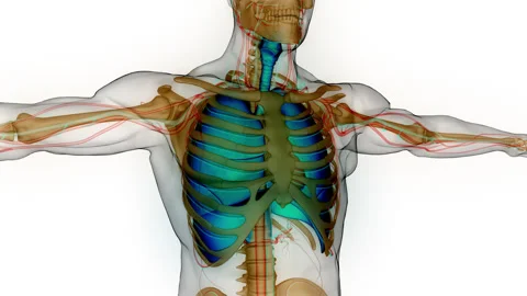 Human Respiratory System Lungs with Diaphragm Anatomy Animation Concept Stock Footage 240745052