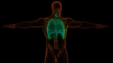 Human Respiratory System Lungs with Diaphragm Anatomy Stock Footage 250437232