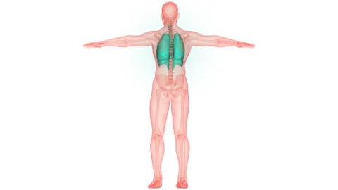 Human Respiratory System Lungs with Diaphragm Anatomy Animation Concept Stock Footage 266646172